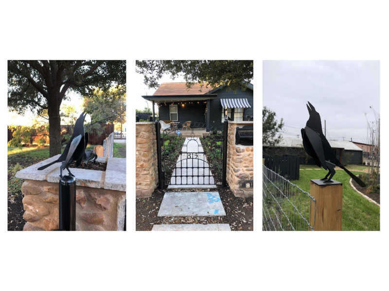 Austin grackle bird symbolism